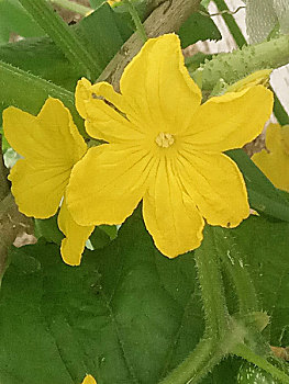 soi cầu 568