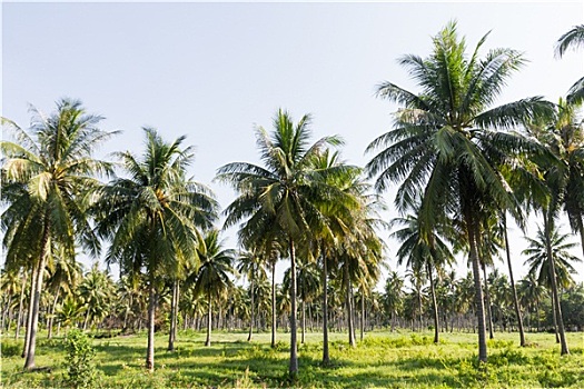du doan xs khanh hoa so ngau nhien