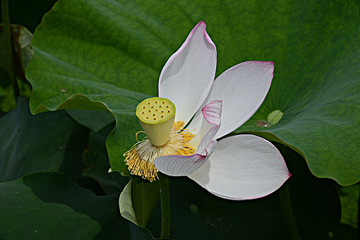 quay thu xo so