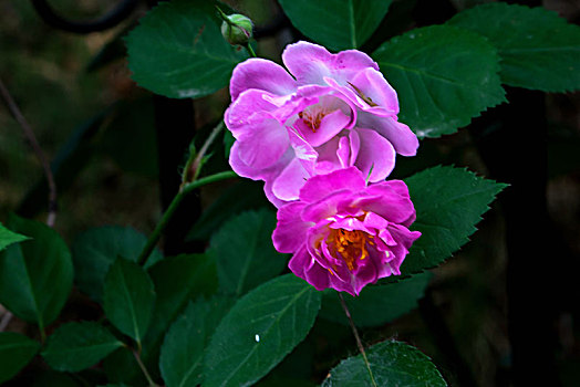 nhà cái lô đề