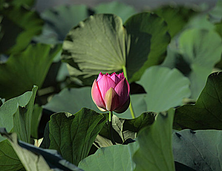soi cầu miền nam ngày mai